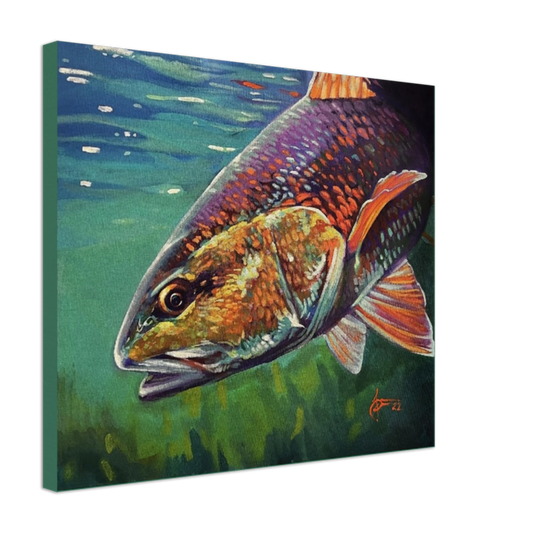 "redfish" 20" x 24" Print on Canvas